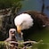 A mother eagle feeding an eaglet